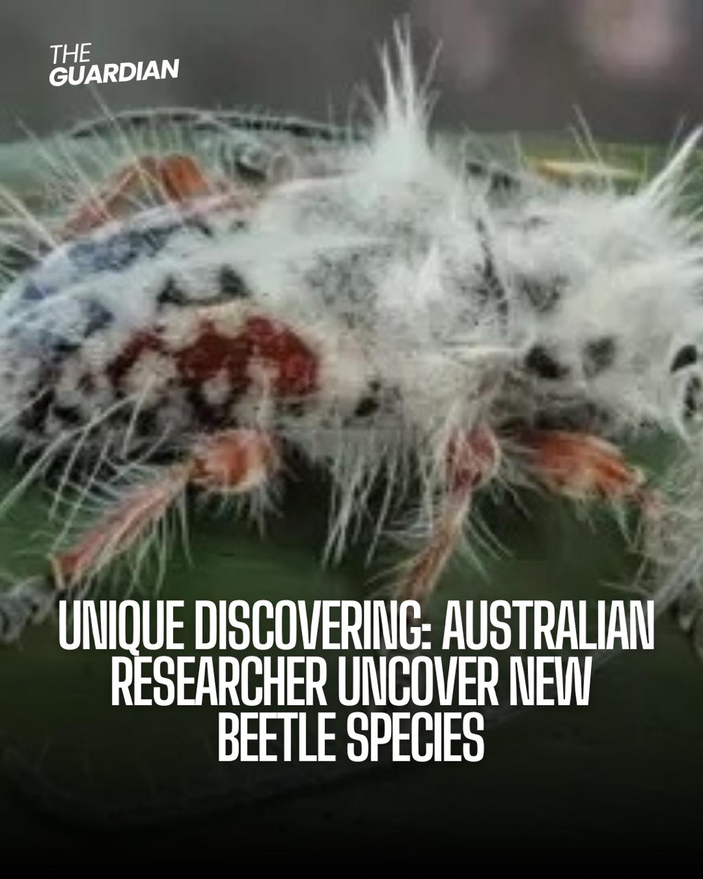 What's red, black, and hairy all over? A recent species of bug found in Australia, dubbed by a few as a "punk beetle" for its fuzzy white locks.