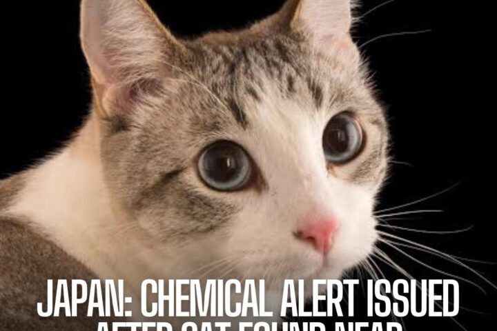 Citizens of a city in western Japan have been alerted to stay away from a cat after it fell into a tank of toxic chemicals.