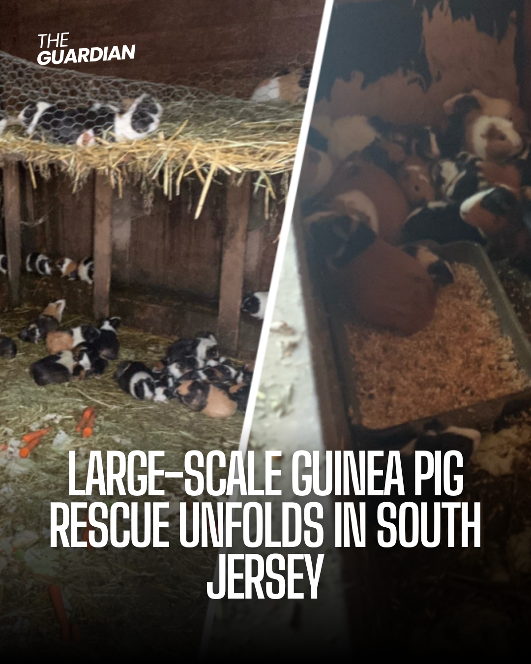 A South Jersey animal control department jumped into action, rescuing 197 guinea pigs from horrible conditions.